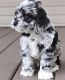 Cockapoo Puppies for sale in Centereach, NY, USA. price: NA