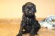 Cockapoo Puppies for sale in Hauppauge, NY, USA. price: $650