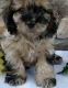 Cockapoo Puppies for sale in Akron, OH, USA. price: NA