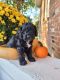 Cockapoo Puppies for sale in Annville, PA, USA. price: NA