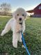 Cockapoo Puppies for sale in Green Bay, WI, USA. price: NA