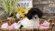 Cockapoo Puppies for sale in Richmond, TX, USA. price: $2,800