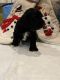 Cockapoo Puppies for sale in Spokane, WA, USA. price: $2,500