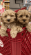 Cockapoo Puppies for sale in Sanford, FL, USA. price: $1,650