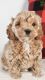 Cockapoo Puppies for sale in Sanford, FL, USA. price: $1,650
