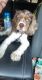 Cockapoo Puppies for sale in Fort Hood, TX, USA. price: NA