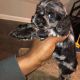 Cockapoo Puppies for sale in Annapolis, MD, USA. price: $900