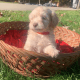 Cockapoo Puppies for sale in Leetonia, OH 44431, USA. price: NA