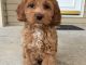 Cockapoo Puppies for sale in Los Angeles, CA, USA. price: $650