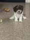 Cockapoo Puppies for sale in Queens, NY, USA. price: $2,000