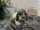Cockapoo Puppies for sale in Hoschton, GA 30548, USA. price: NA