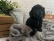Cockapoo Puppies for sale in Hoschton, GA 30548, USA. price: $2,600
