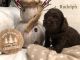 Cockapoo Puppies for sale in Mt Sterling, KY 40353, USA. price: NA