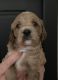 Cockapoo Puppies for sale in Coeur d'Alene, ID, USA. price: $800
