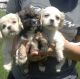 Cockapoo Puppies for sale in TX-1604 Loop, San Antonio, TX, USA. price: NA