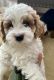 Cockapoo Puppies for sale in 1620 Greenleaf Way, Rockford, IL 61108, USA. price: $1,500