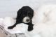 Cockapoo Puppies for sale in Raymond, MN 56282, USA. price: NA