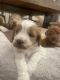 Cockapoo Puppies for sale in Tustin, CA 92782, USA. price: NA
