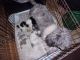 Cockapoo Puppies for sale in Defiance, OH 43512, USA. price: $600