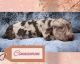Cockapoo Puppies for sale in Fayetteville, NC, USA. price: NA