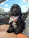 Cockapoo Puppies for sale in Fairview, TX 75069, USA. price: NA