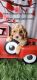 Cockapoo Puppies for sale in Mullica Hill, Harrison Township, NJ 08062, USA. price: $2,500