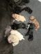 Cockapoo Puppies for sale in Jonesville, MI 49250, USA. price: NA