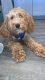 Cockapoo Puppies for sale in Houston, TX, USA. price: $1,200