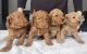 Cockapoo Puppies for sale in Dascomb Rd, Andover, MA 01810, USA. price: $500