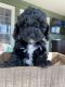 Cockapoo Puppies for sale in Chatsworth, GA 30705, USA. price: $1,800