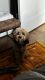 Cockapoo Puppies for sale in Brooklyn, NY, USA. price: $4,500