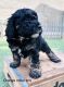 Cockapoo Puppies for sale in National City, CA, USA. price: NA