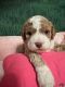 Cockapoo Puppies for sale in Palm Shores, FL 32940, USA. price: $2,500
