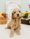Cockapoo Puppies for sale in Columbia City, IN 46725, USA. price: $1,000
