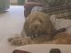 Cockapoo Puppies for sale in Wooster, OH 44691, USA. price: $800
