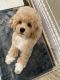 Cockapoo Puppies for sale in Thousand Oaks, CA, USA. price: NA