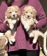 Cockapoo Puppies for sale in Bremen, GA, USA. price: $750