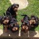 Cockapoo Puppies for sale in San Francisco, CA, USA. price: NA