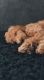 Cockapoo Puppies for sale in Newport News, VA, USA. price: NA