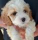 Cockapoo Puppies for sale in Penny Rd, High Point, NC, USA. price: $450