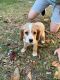 Cockapoo Puppies for sale in Palm Shores, FL 32940, USA. price: $1,000