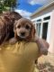 Cockapoo Puppies for sale in Palm Shores, FL 32940, USA. price: $1,200