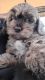 Cockapoo Puppies for sale in Chewelah, WA 99109, USA. price: $1,500