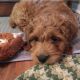 Cockapoo Puppies for sale in Gaylesville, AL 35973, USA. price: $800