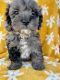 Cockapoo Puppies for sale in Bluffton, IN 46714, USA. price: NA