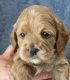 Cockapoo Puppies for sale in El Dorado County, CA, USA. price: NA