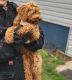 Cockapoo Puppies for sale in Centre Hall, PA 16828, USA. price: NA