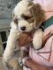 Cockapoo Puppies for sale in Palm Bay, FL, USA. price: NA