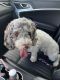 Cockapoo Puppies for sale in Garland, TX, USA. price: NA