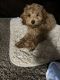 Cockapoo Puppies for sale in Dunellen, NJ 08812, USA. price: NA